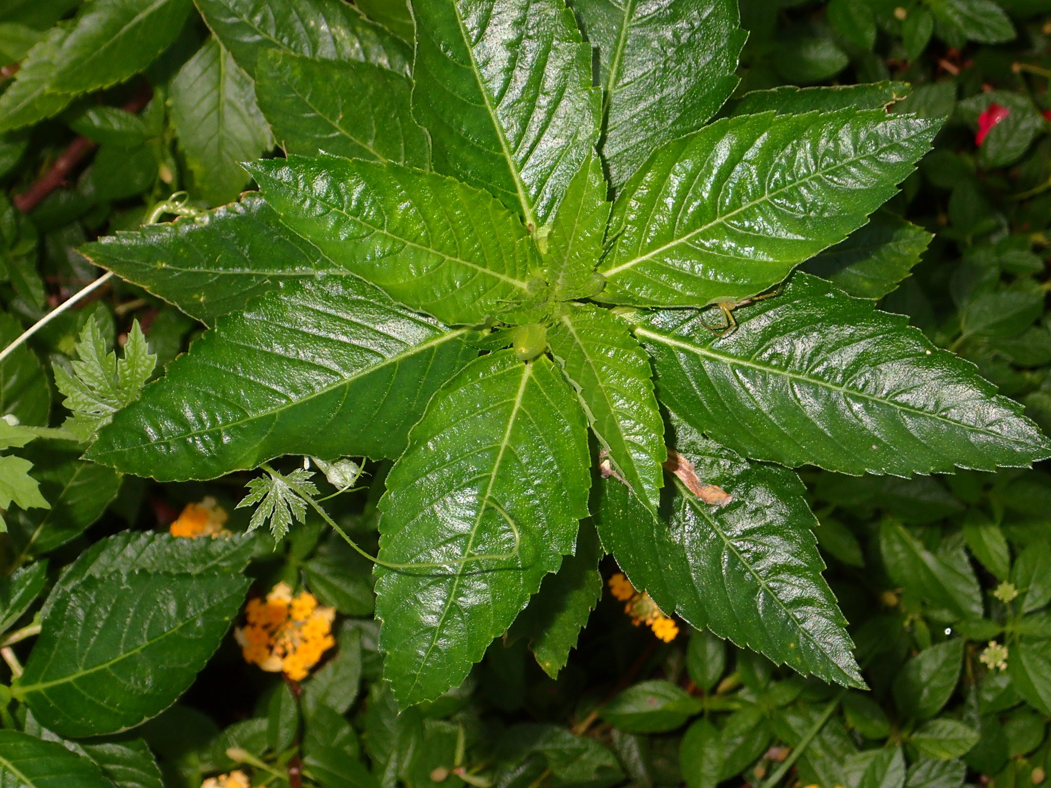 Turnera ulmifolia  